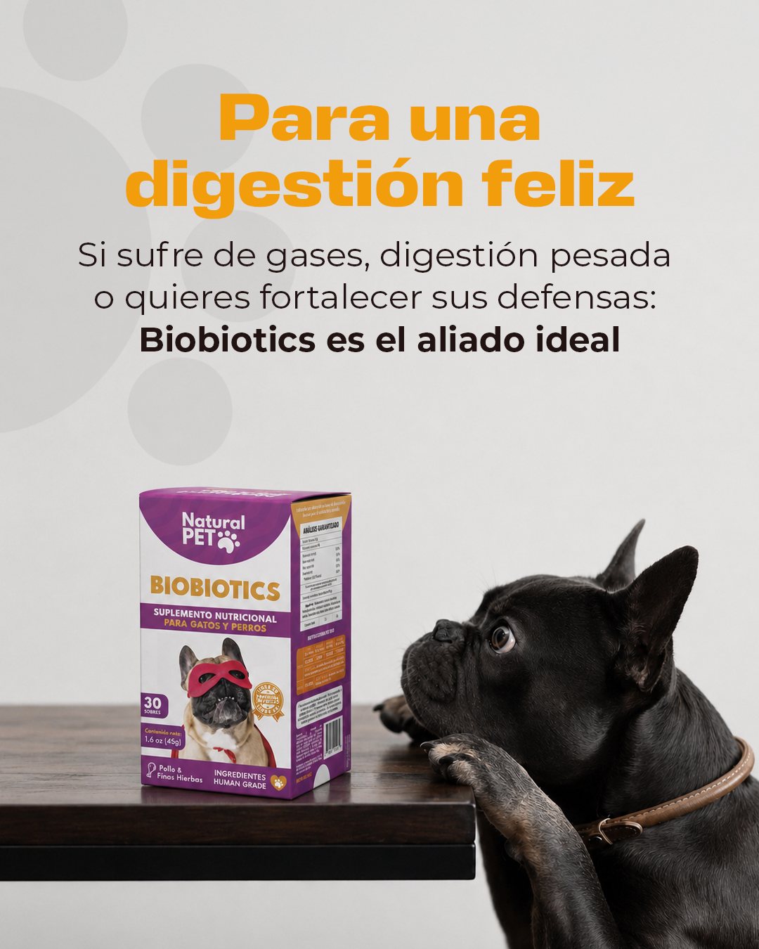 Lámina «Para una digestión feliz»: un bulldog francés mira la caja de Biobiotics.
