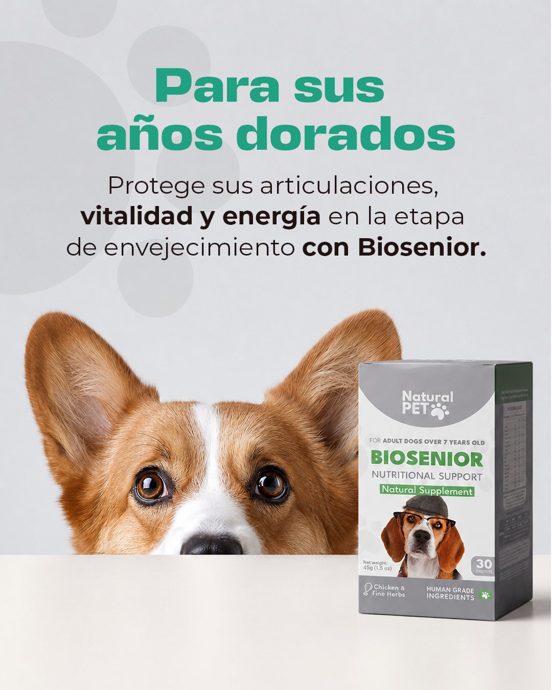 Lámina «Para sus años dorados»: un corgi asoma junto a la caja de Biosenior.