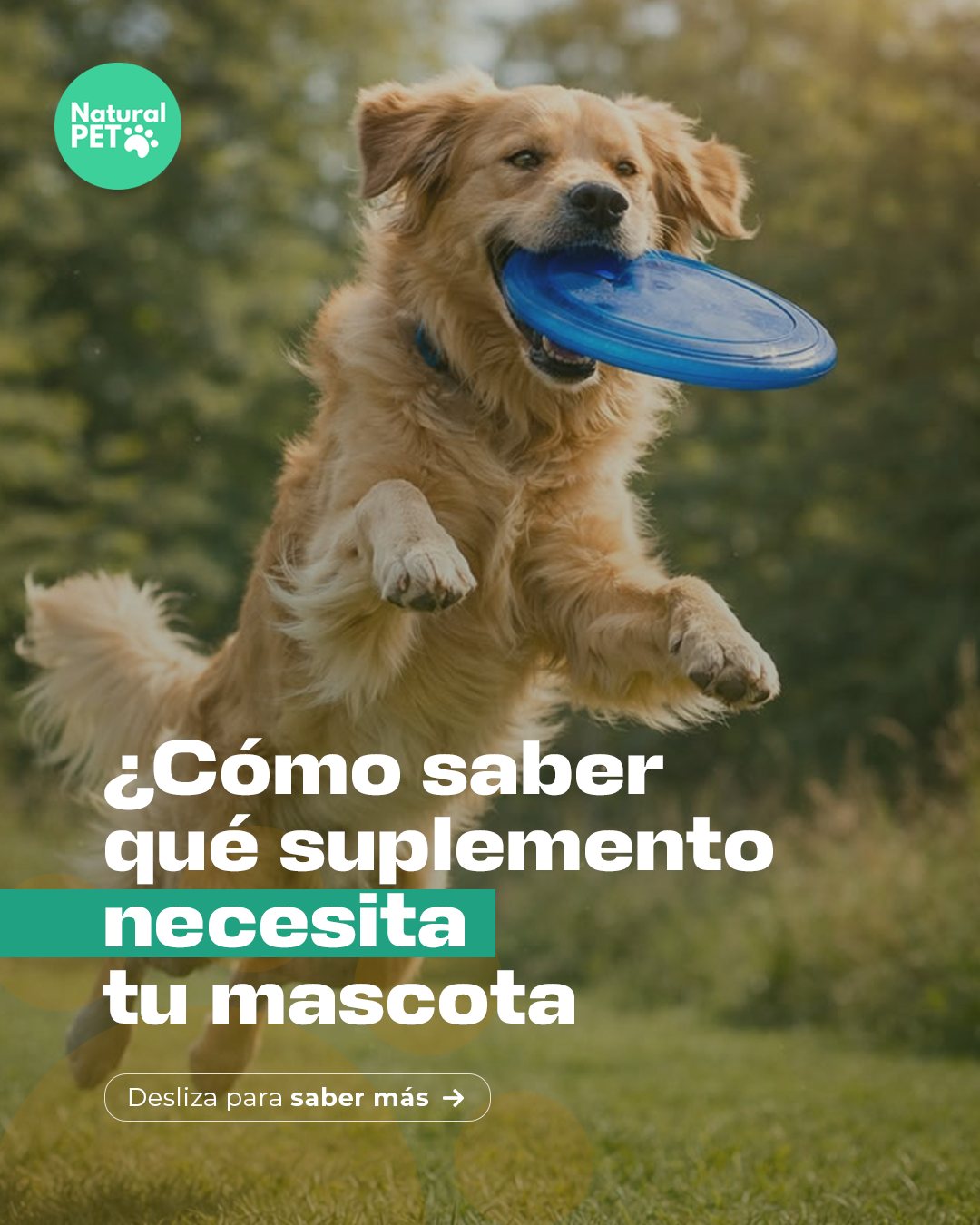 Portada de carrusel «¿Cómo saber qué suplemento necesita tu mascota?», golden con un disco.