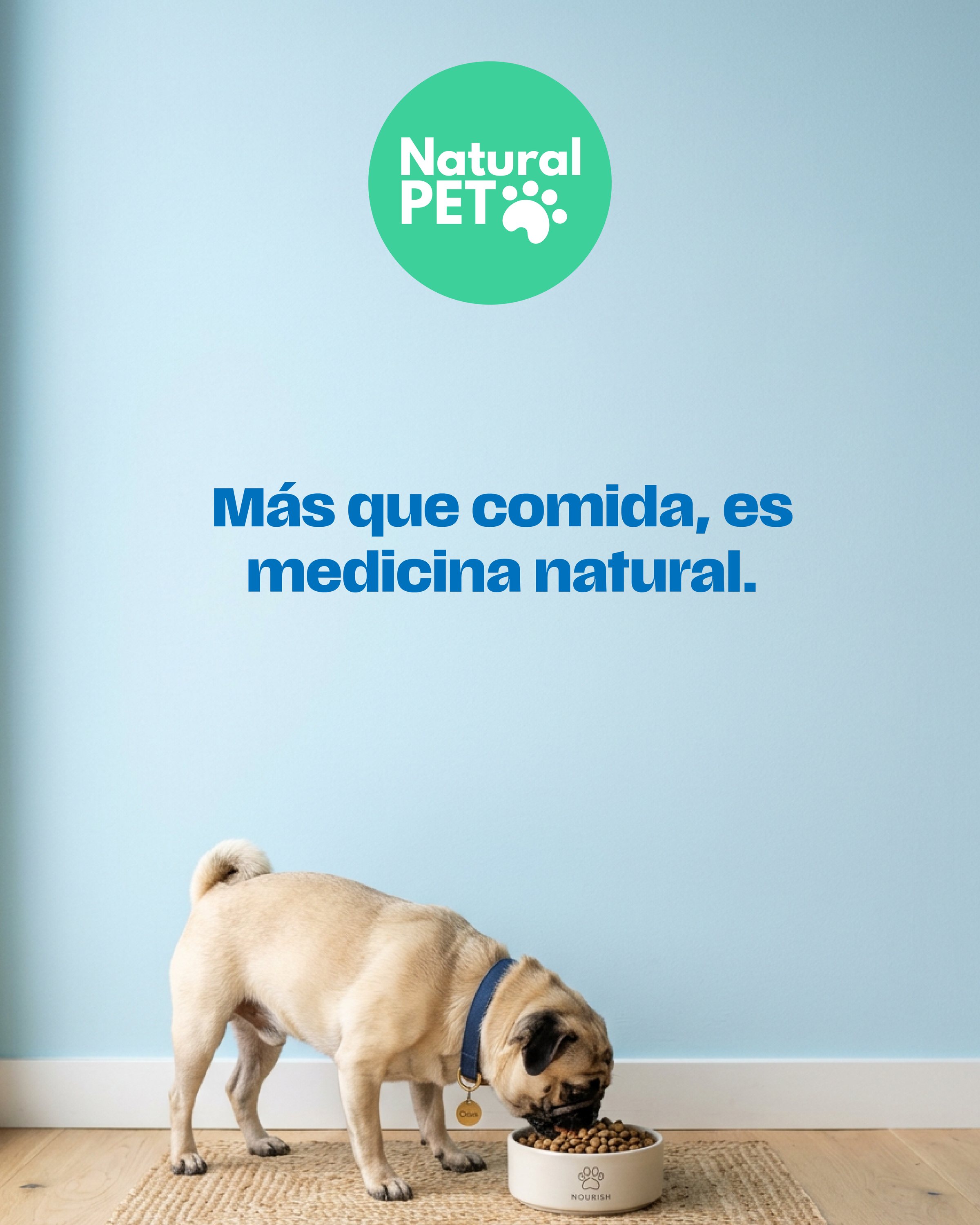 Post «Más que comida, es medicina natural»: un pug come de su plato frente a un muro celeste.