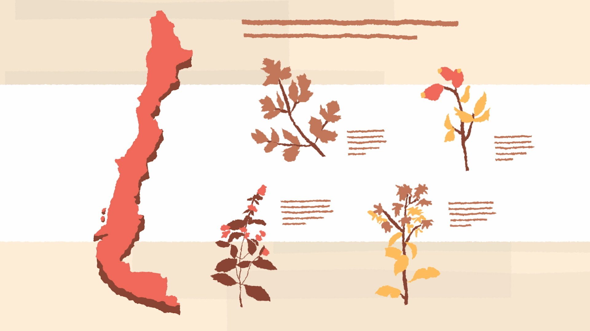 Ilustración: mapa de Chile junto a láminas botánicas.